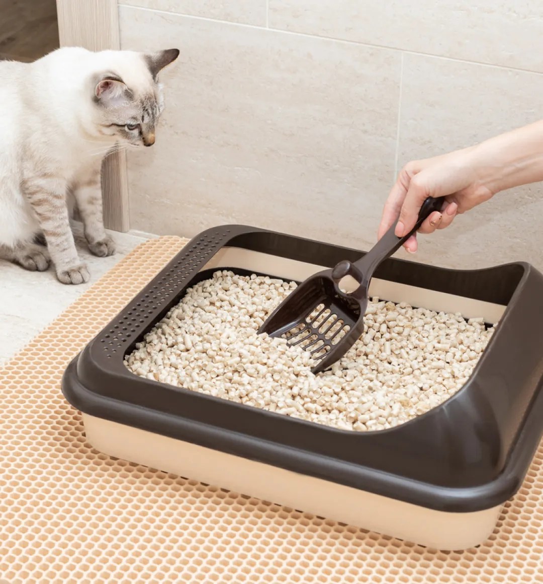 Why Is My Cat Peeing Outside the Litter Box?